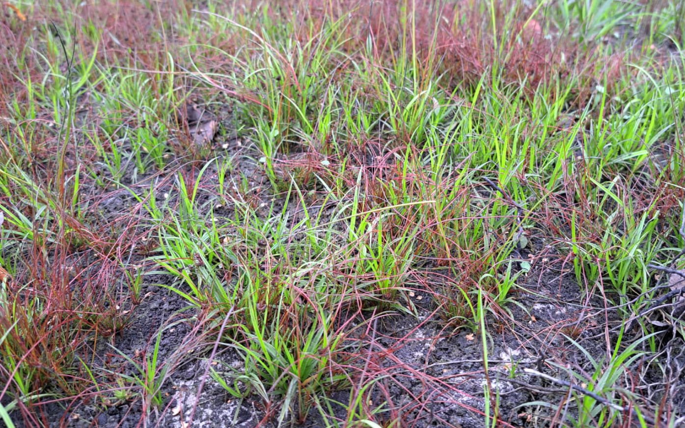 SmN_Zonder lint en tekst-1