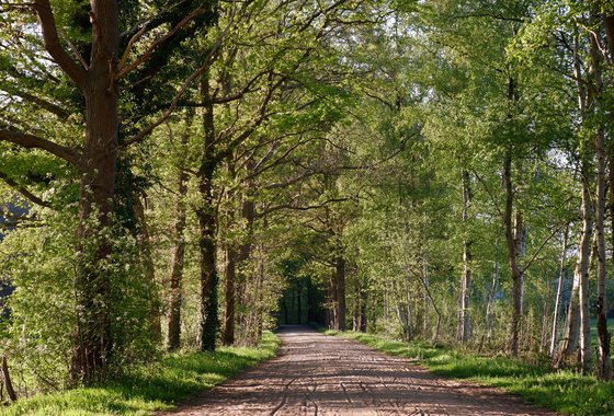 Laan bij landgoed t Rozendael (Heino)