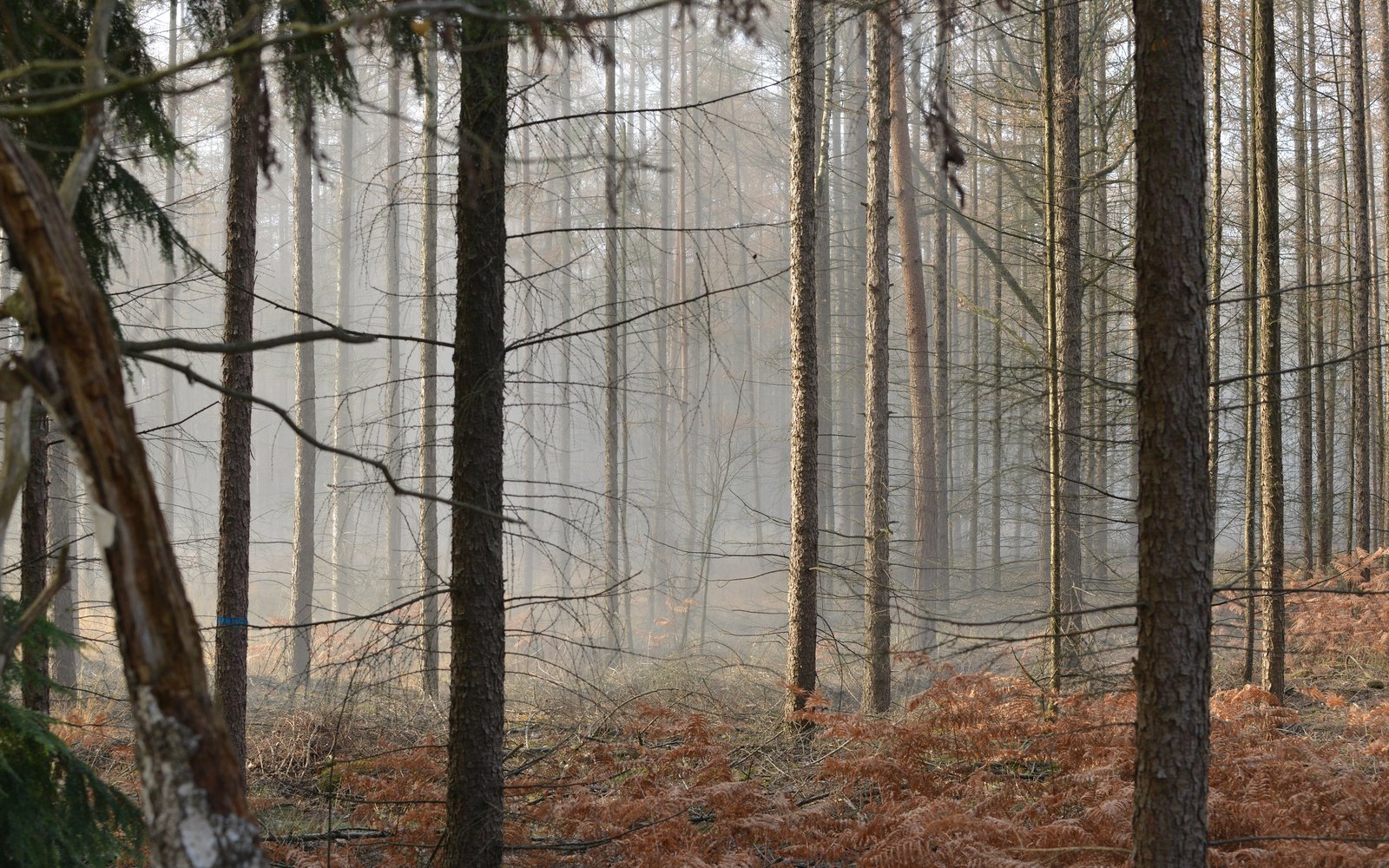 fotograaf p van schalen 1 bos steenmeel