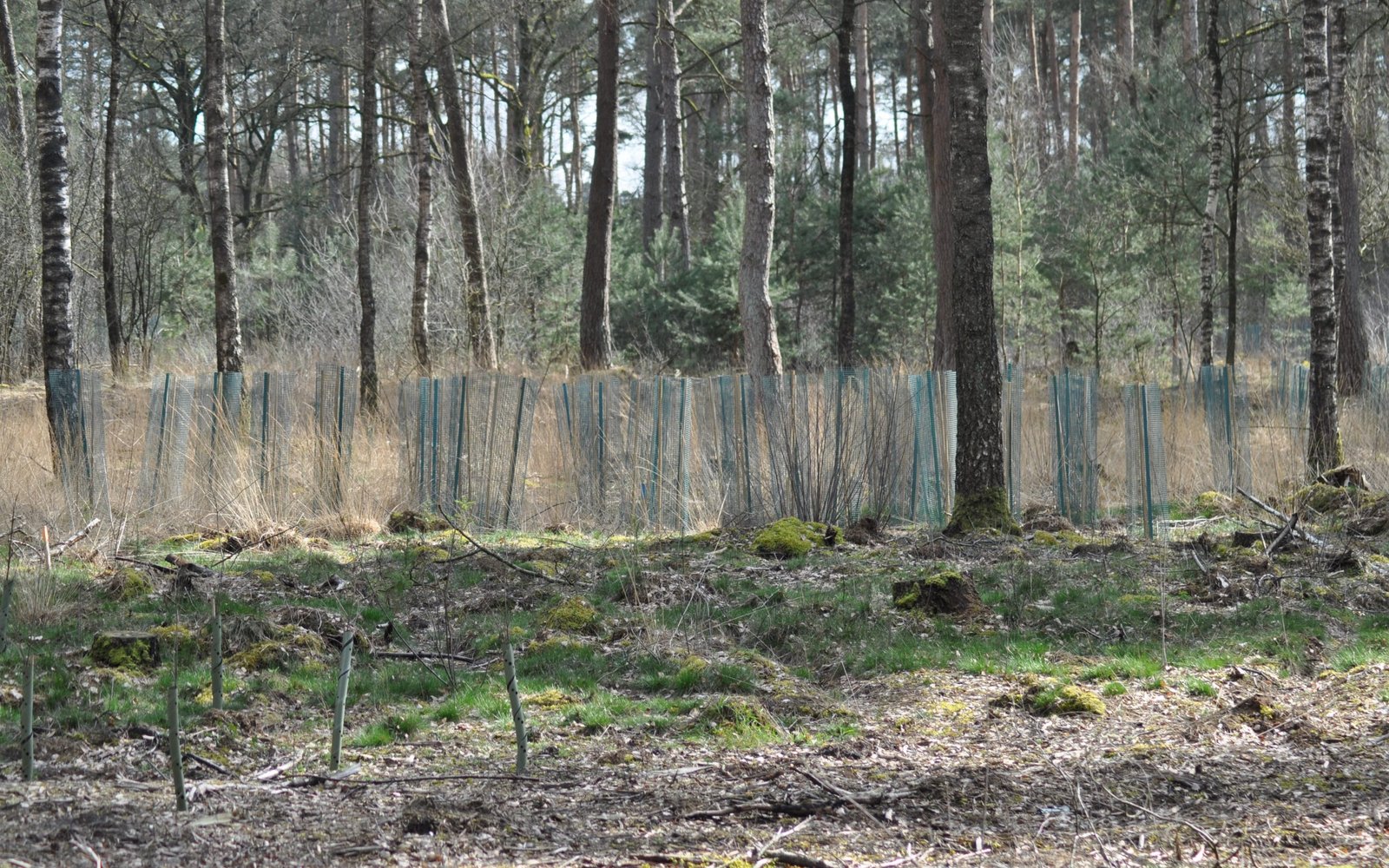 Landgoed Meuleman jonge aanplant
