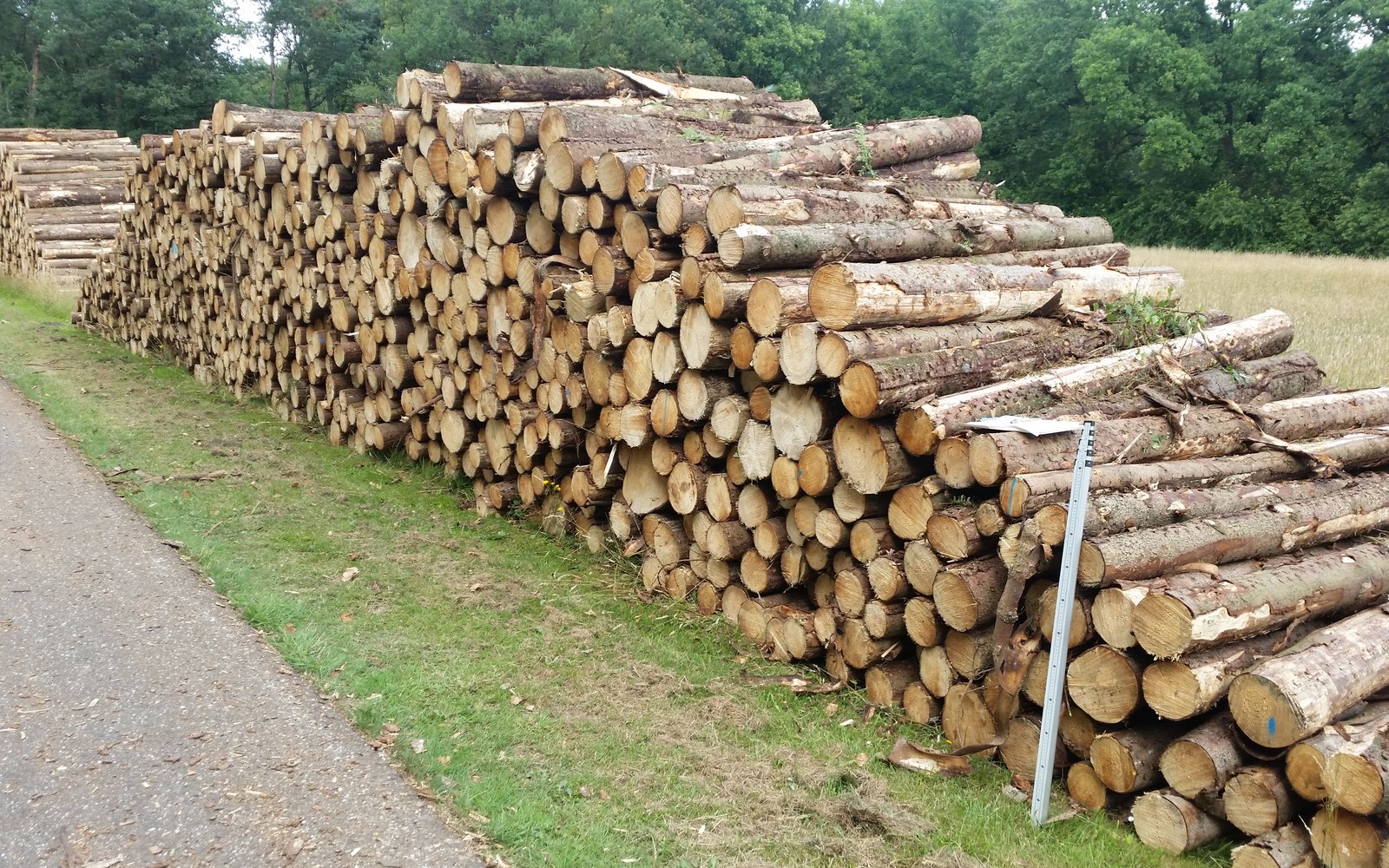 Bosbeheer en hout 3