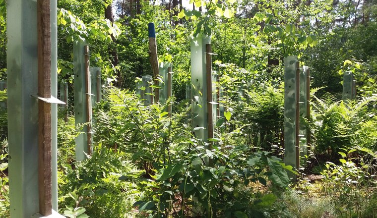 bosverjonging-scaled