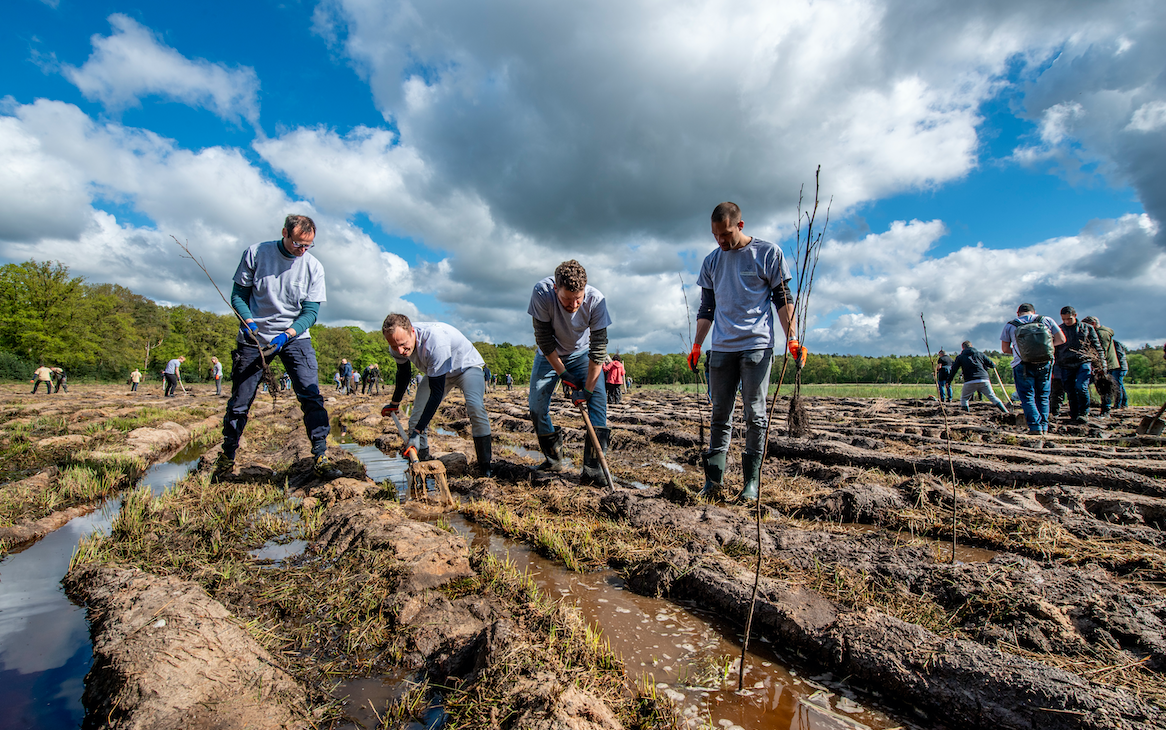 6 bomen planten