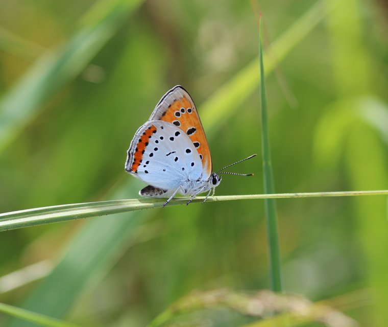 oranjetipje