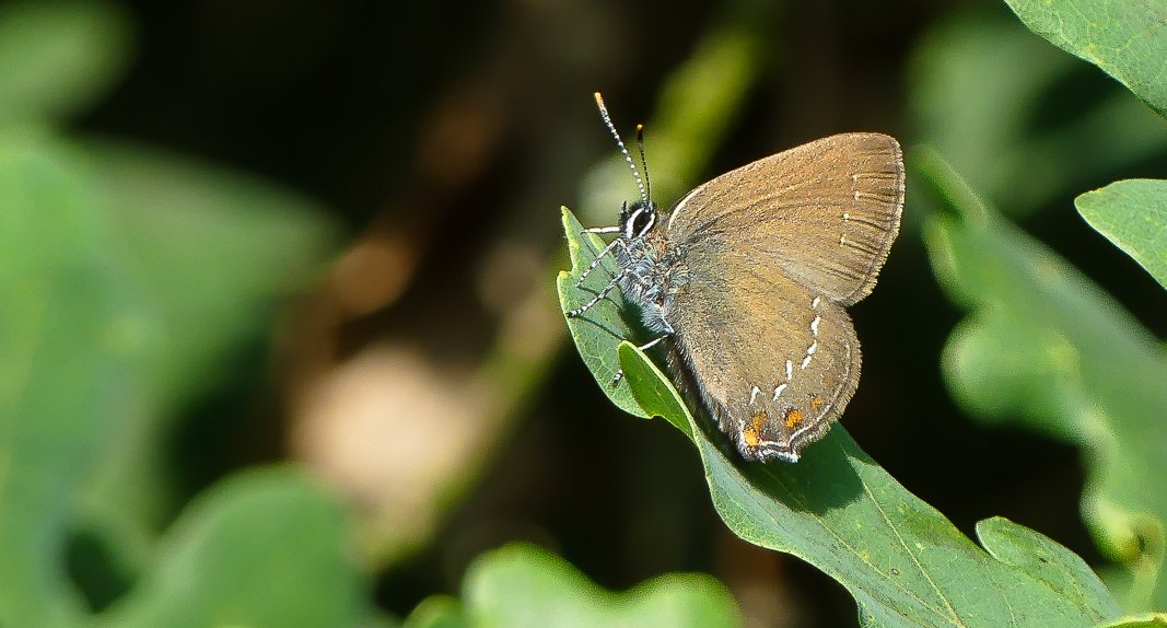 Bruine-eikenpage-2019-Best-zoom