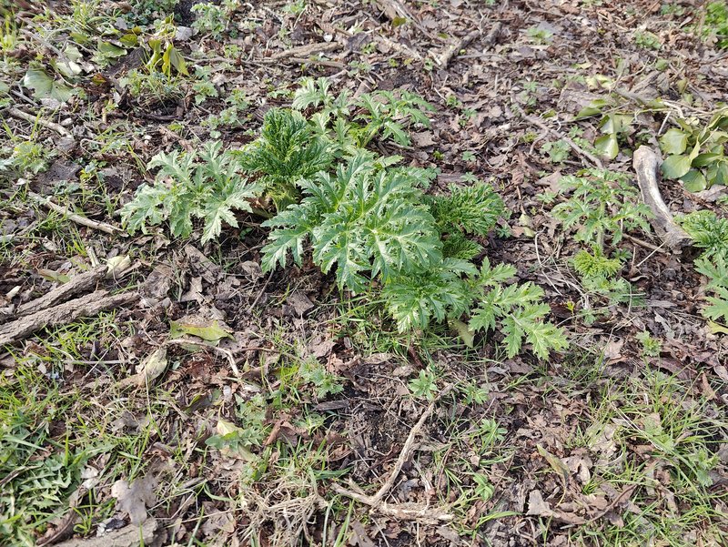 Een jonge berenklauwplant.