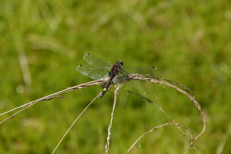 Gevlekte witsnuitlibel op het Westersche Veld