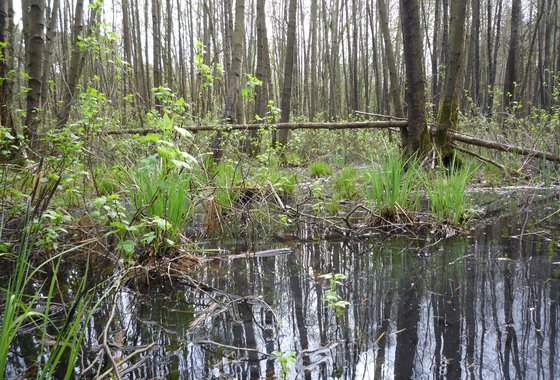 Vochtig hakhout_Gerven Elzenbroek met stijve zegge