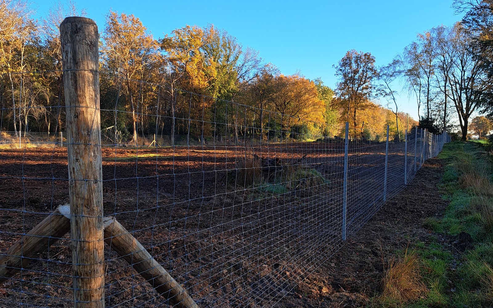 bosrevitalisering friesland 3