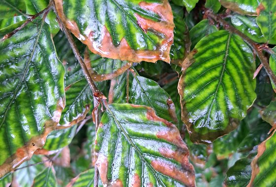 beukenblad bruin high res