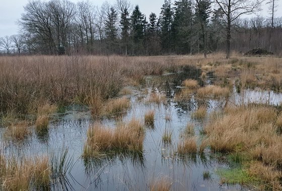 hoogveenven met adderhotel horizon