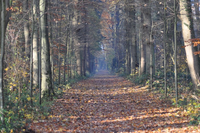 Laan op Buitenplaats Oosterhout