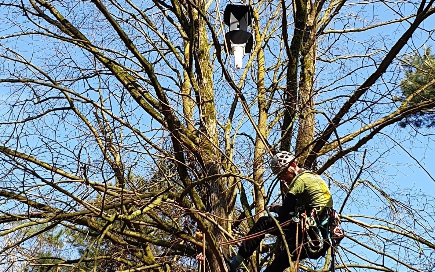 klimmen-insekten-in-het-kronendak-header