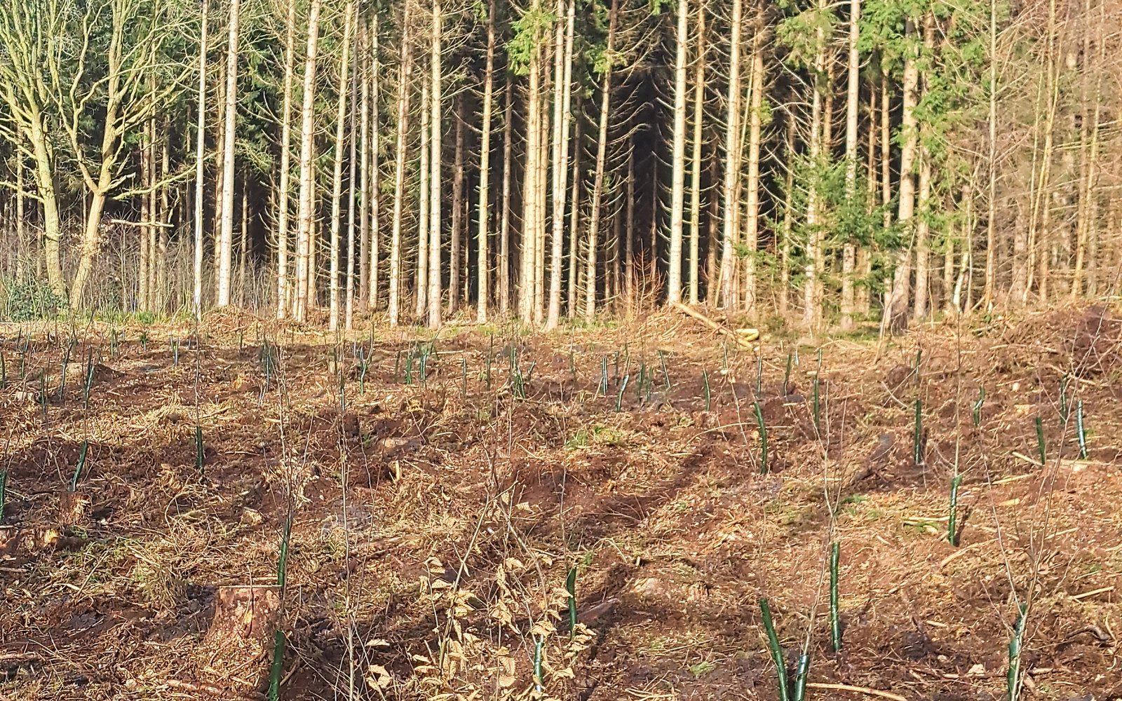 bosrevitalisering friesland 2