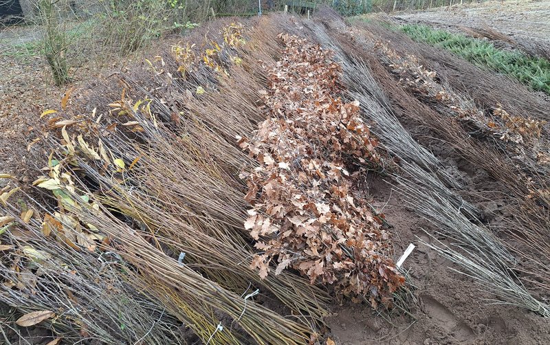 Plantsoen bestaande uit verschillende boomsoorten