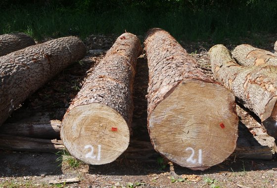 pinus sylvestrus grove den