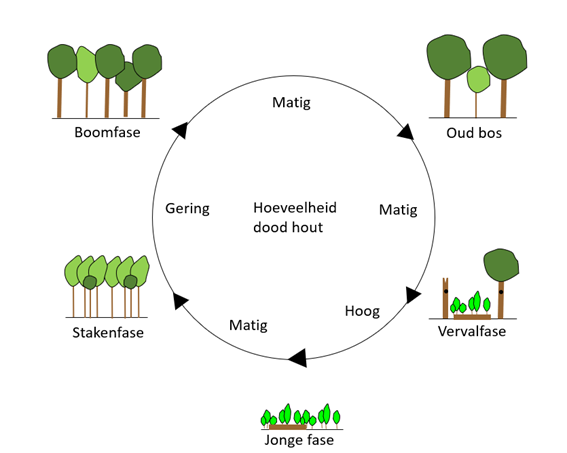 Verschillende bosfasen en de hoeveelheid dood hout (Bron: Loes Kampherbeek, afgeleid van S.M.J. Wijdeven; Factsheets Dood hout in het bosbeheer, 2006)
