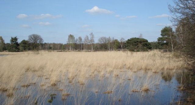 Zwartven wikimedia