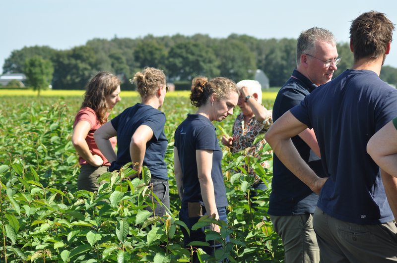 Zoete kers, tweejarig plantsoen, met Henk Huijsman (tweede van rechts).