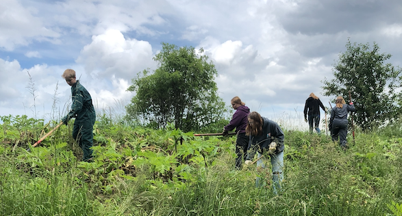 scholieren-reuzenberenklauw