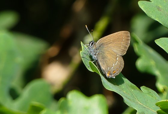 Bruine-eikenpage-2019-Best-zoom