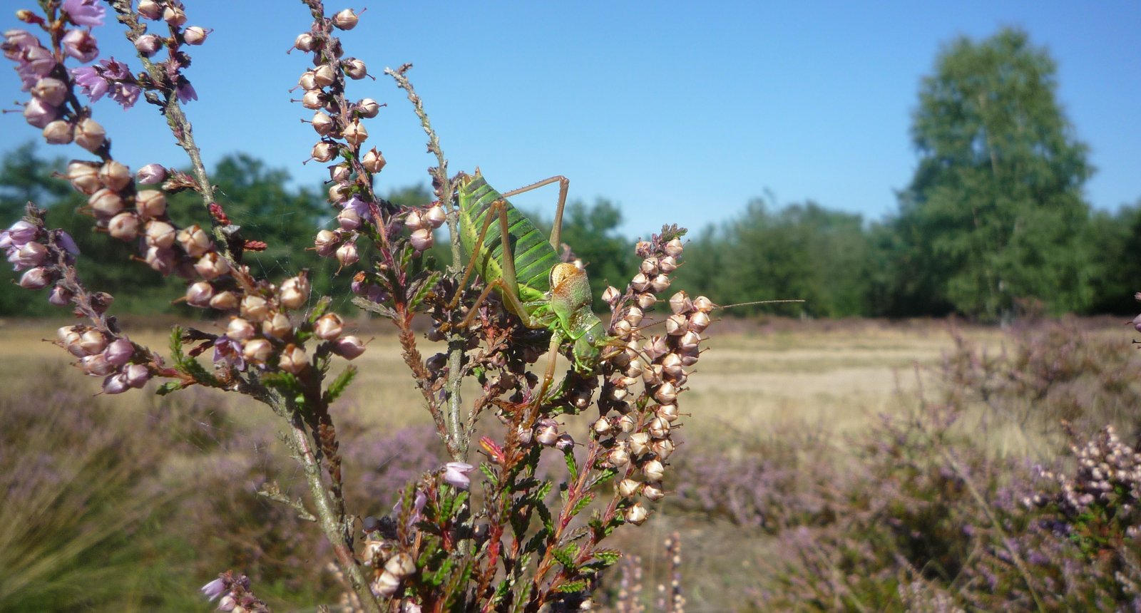 Zadelsprinkhaan_De Zanding 31 aug 2009
