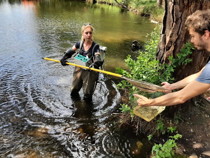 Op zoek naar watercrassula en zonnebaars in een ven