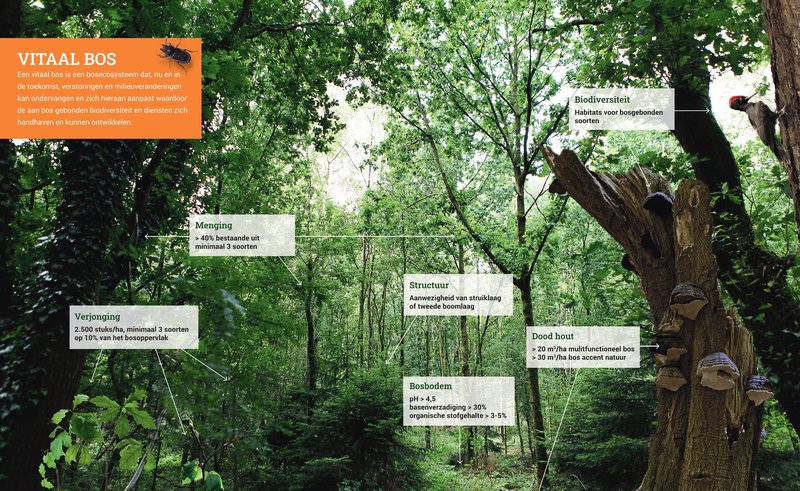 Binnenzijde folder 'Vitaal bos: indicatoren en streefwaarden' met indicatoren als verjonging, menging en dood hout en bijbehorende streefwaarden.