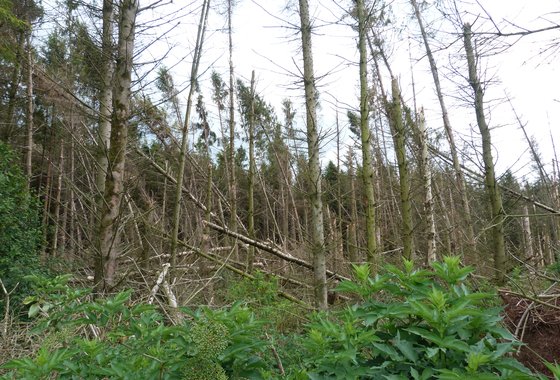 Bos kolham oude staat - Bosgroepen