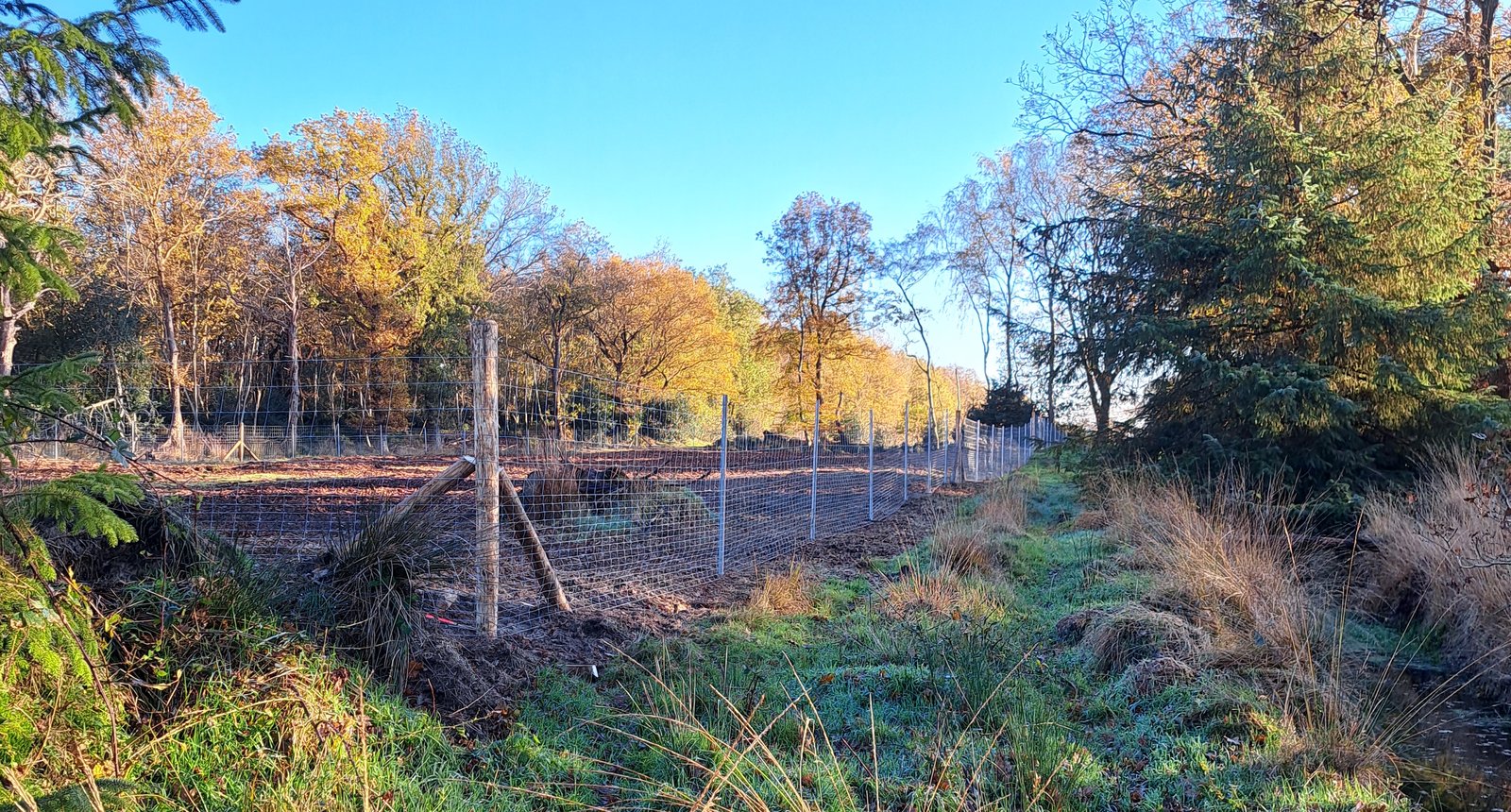 bosrevitalisering friesland 4