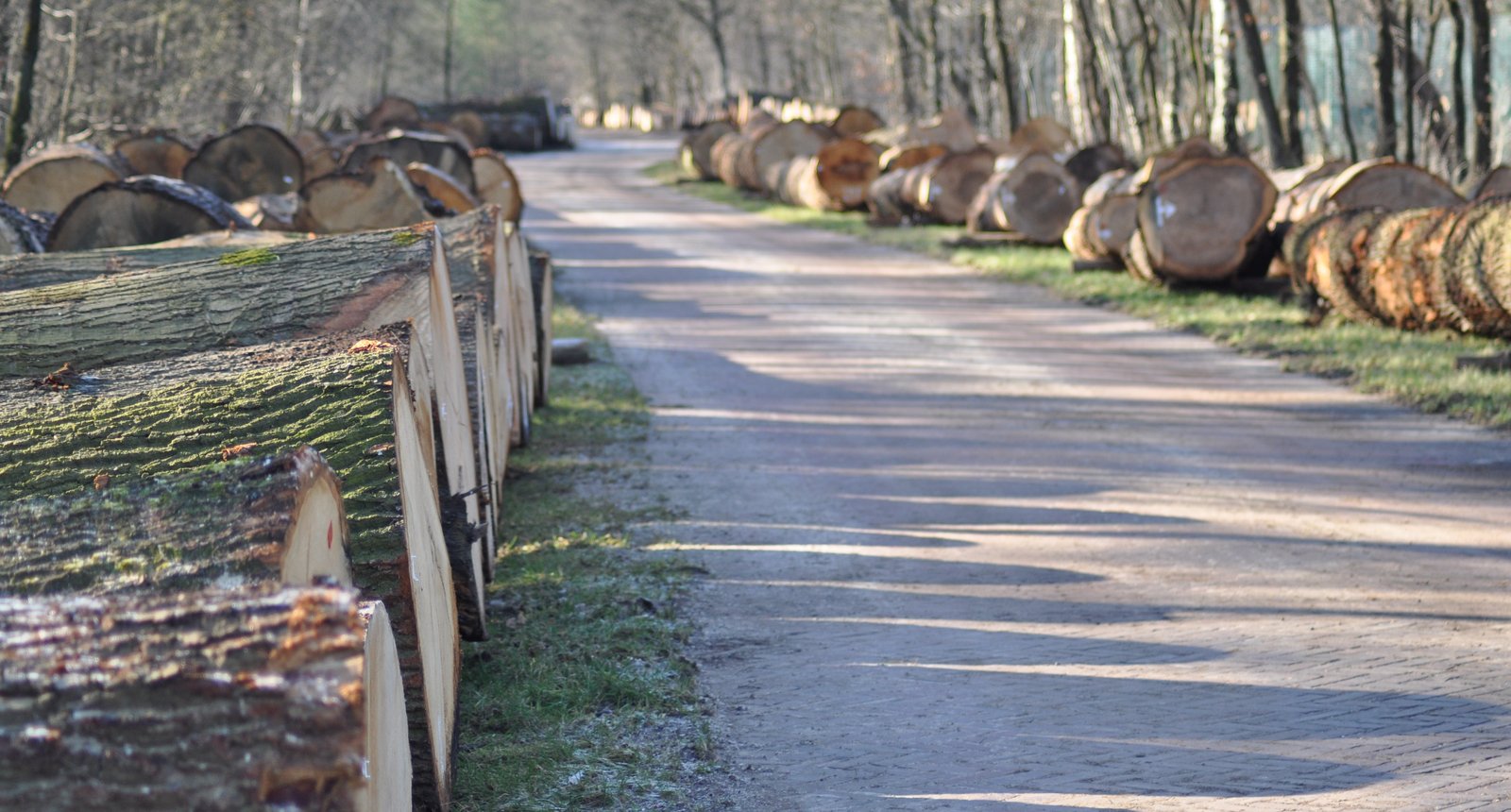 Kavelplaats rondhoutveiling 2023