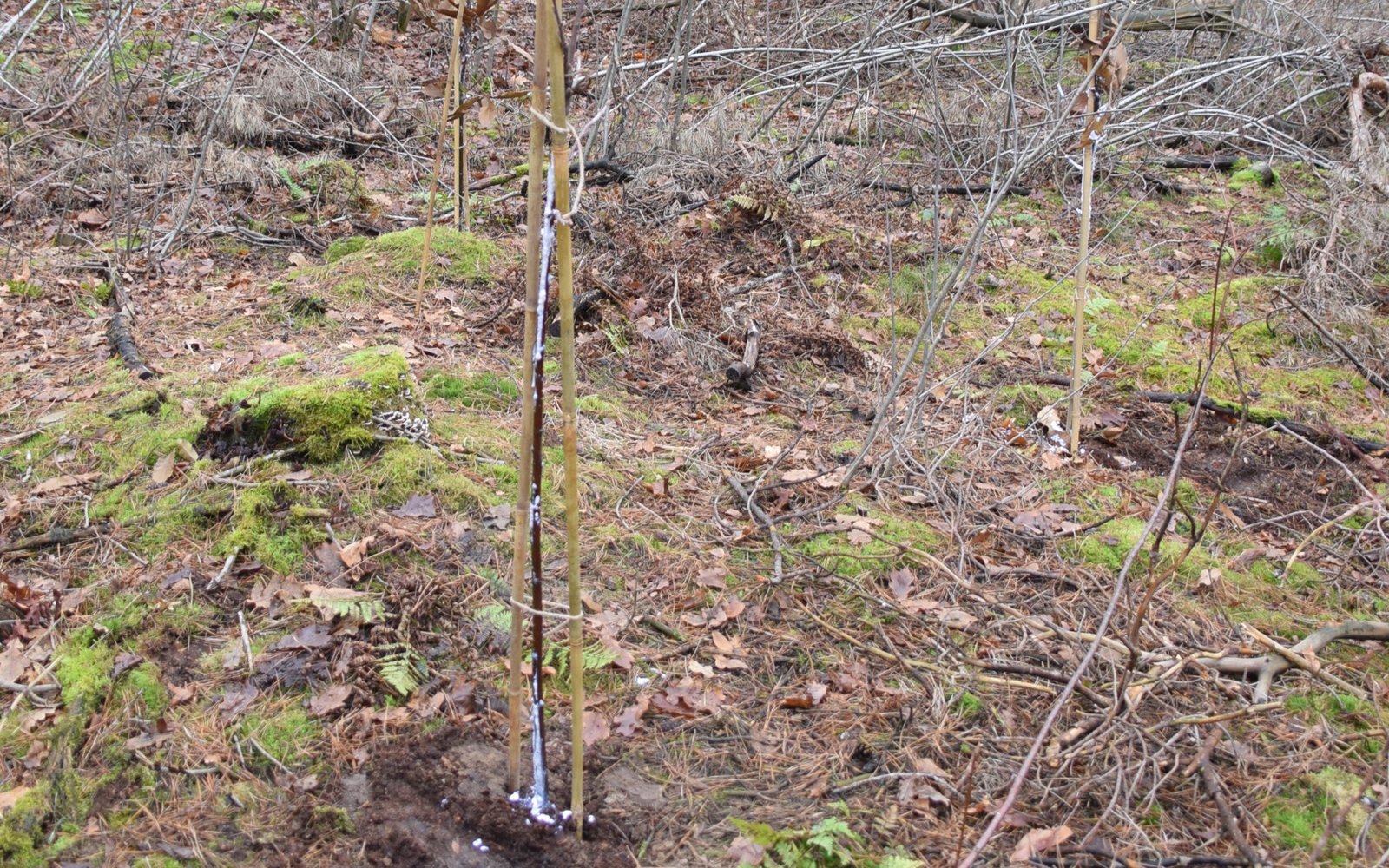 toevoeging-in-het-plantgat