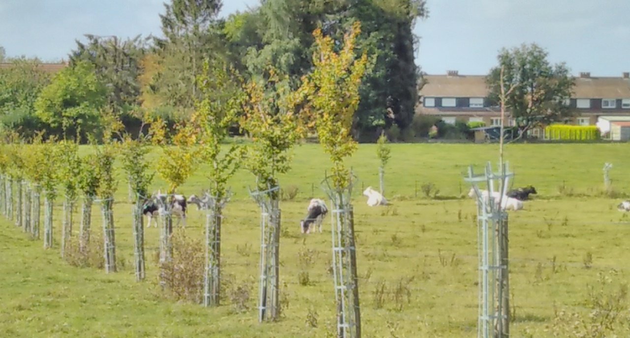 agroforestry-1