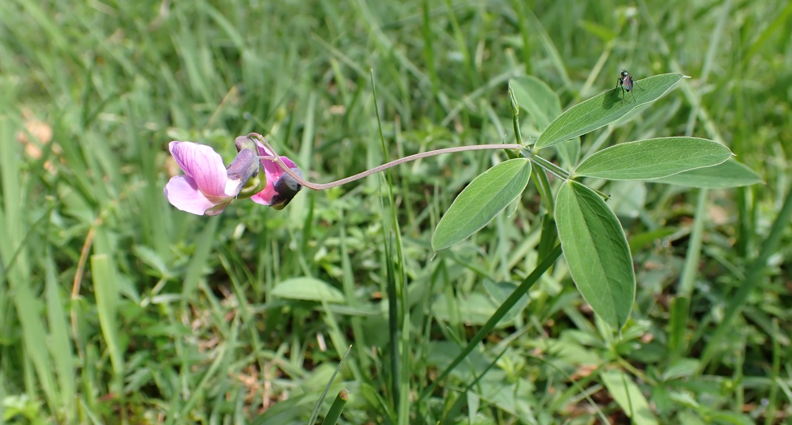 knollathyrus