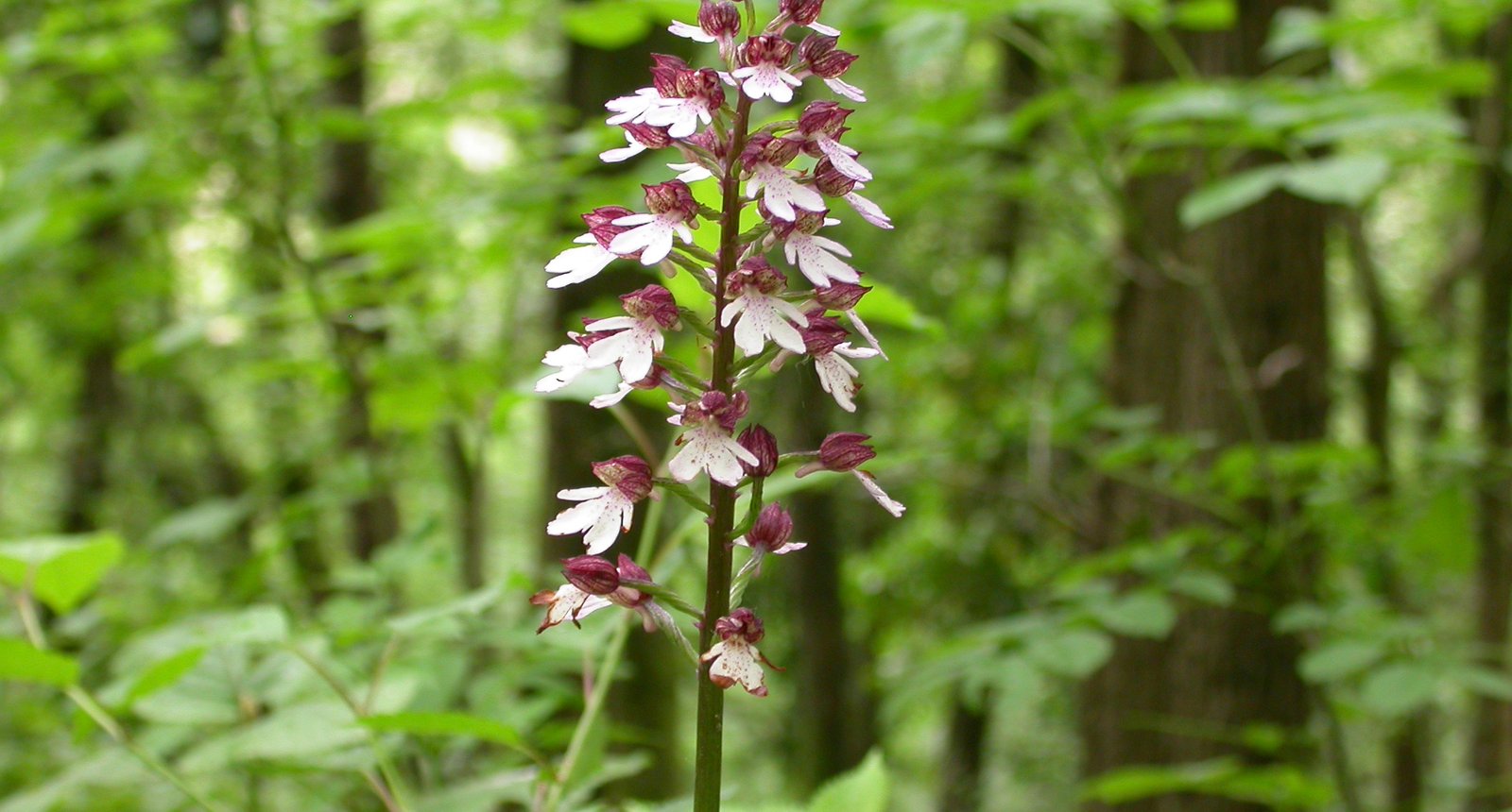 vochtig hakhout purperorchis