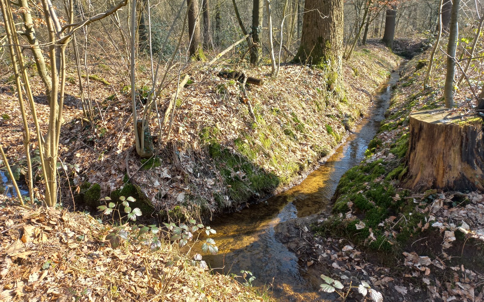 Rabatten kloosterbos