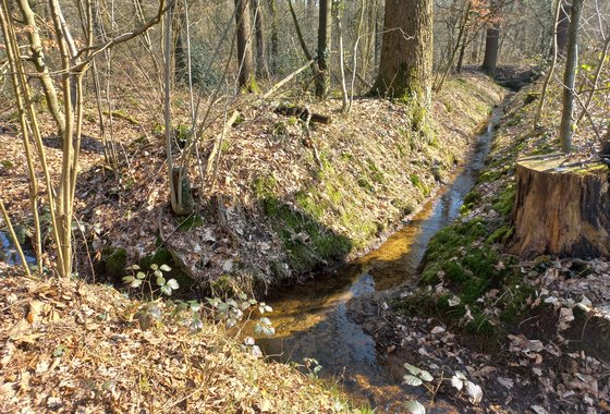Rabatten kloosterbos