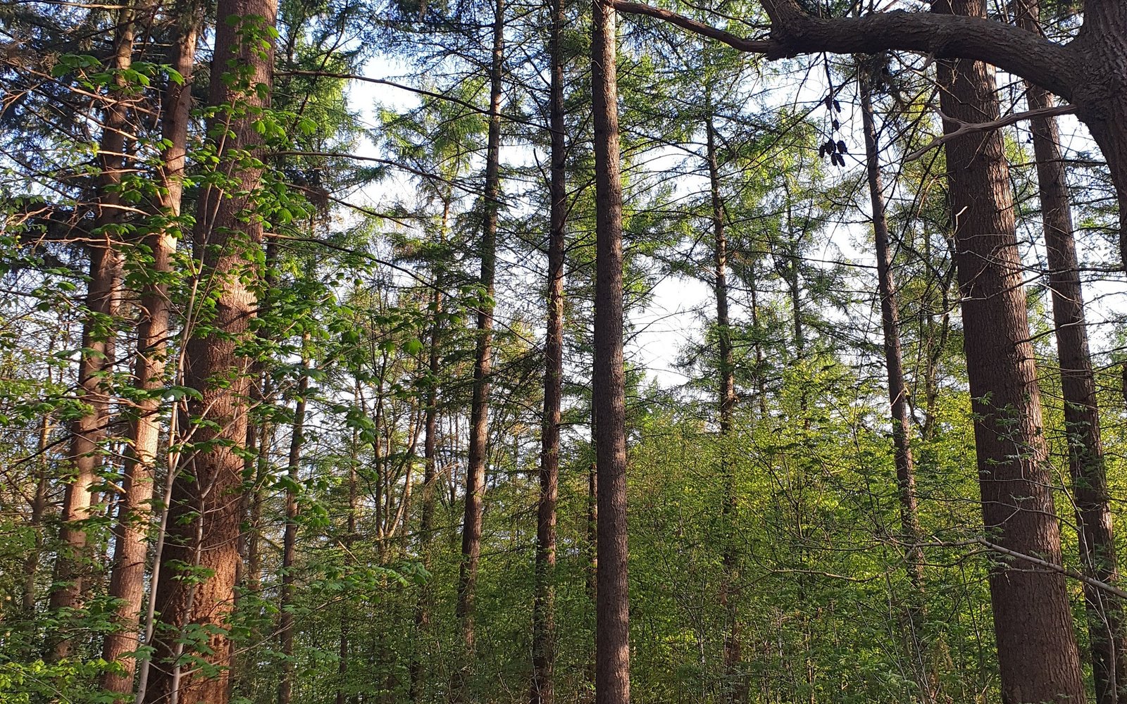 volwassen bos rozendael
