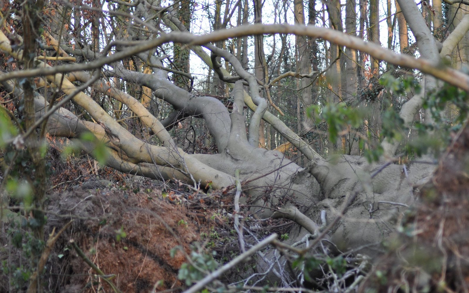 omgevallen boom in bos