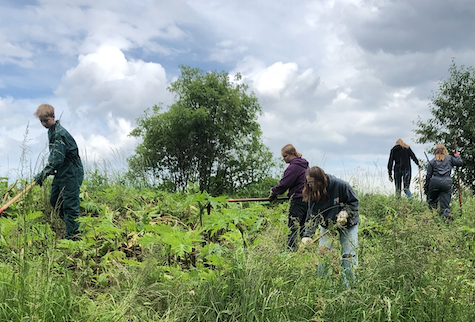 scholieren-reuzenberenklauw