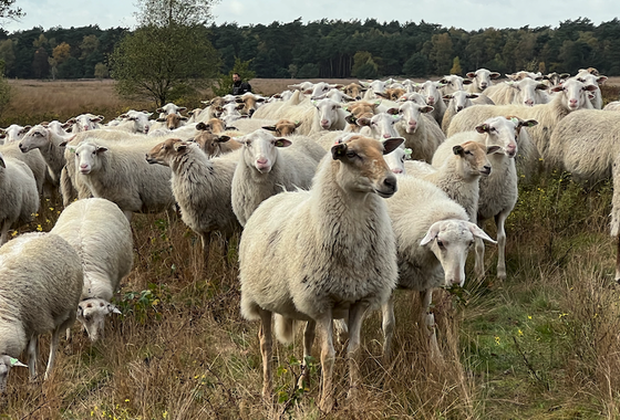 schapen-Marrie