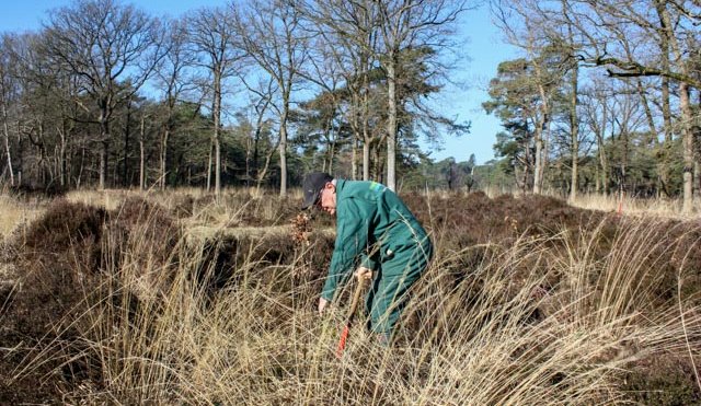 Vrijwilligerswerk op de heide in Beetsterzwaag