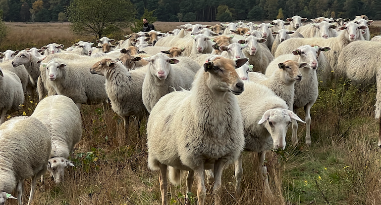 schapen-Marrie