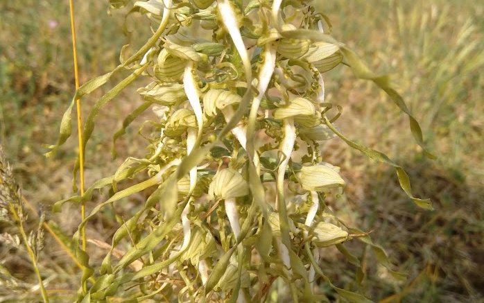 bokkenorchis plant
