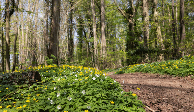 Savelsbos bron Staatsbosbeheer