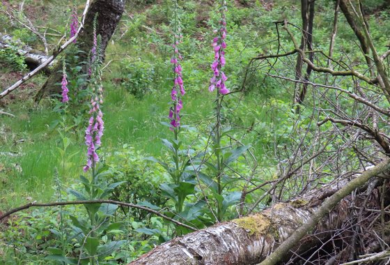 digitalis arnold van den burg web