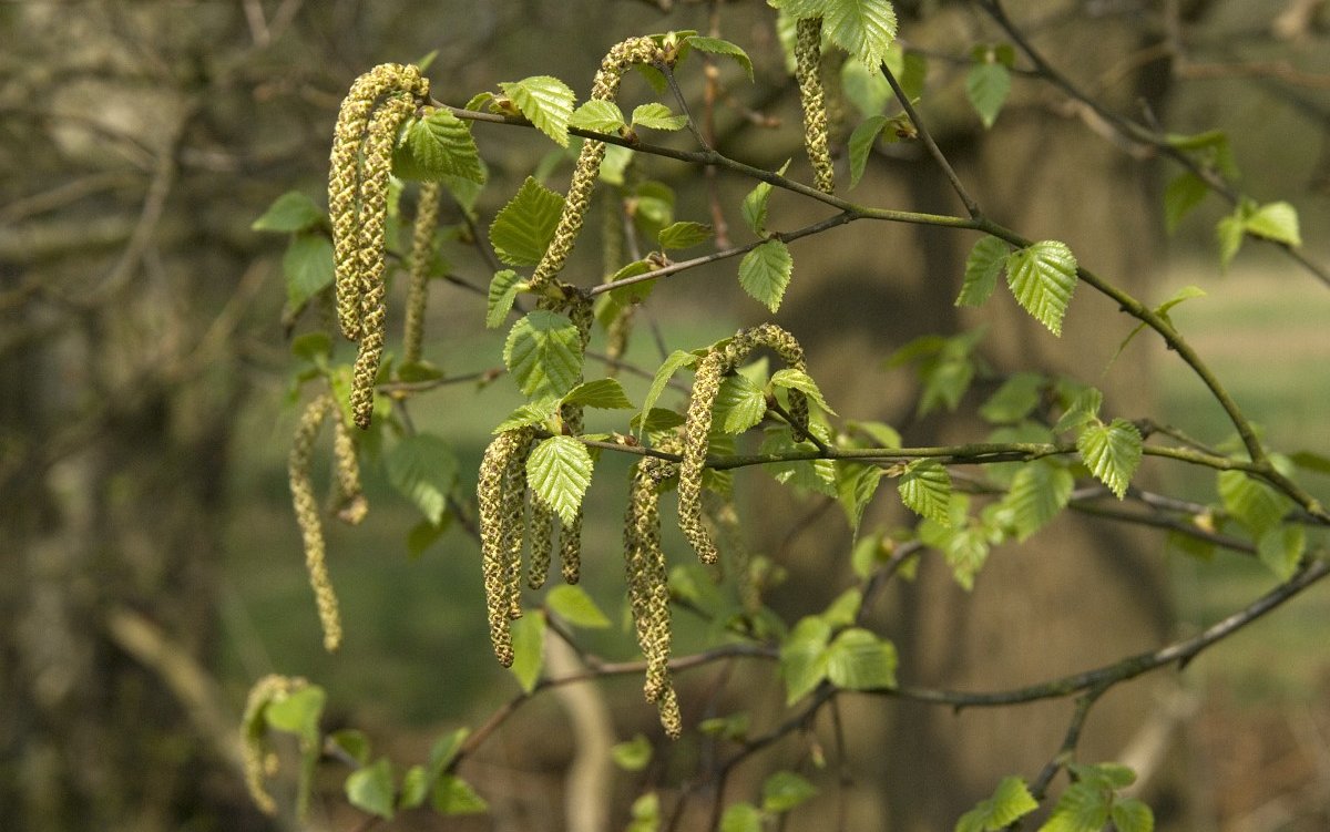 Betula-pendula-17-Ruwe-berk-Saxifraga-Willem-van-Kruijsbergen