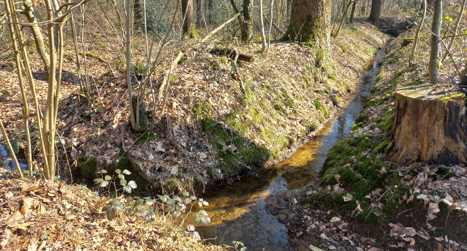 Rabatten kloosterbos
