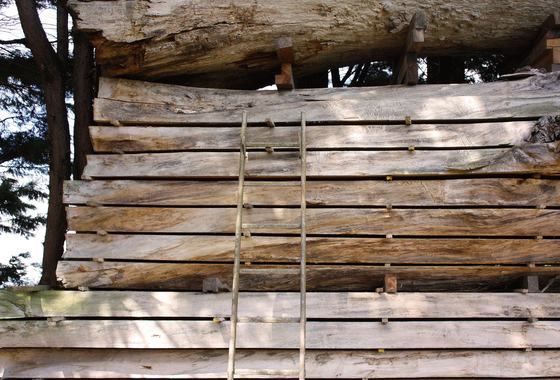 Boomstam-ladder