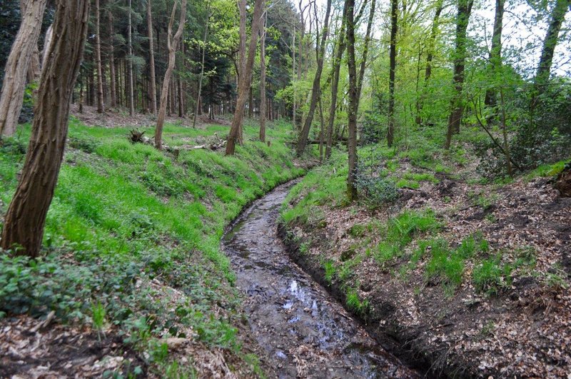 Beek door bos